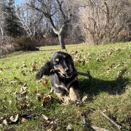 Dachshund Puppies from Hidden Haven Dachshunds