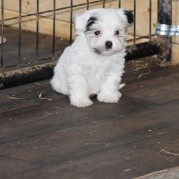 Girl 1 - White female Havanese puppy in Sebeka, Minnesota from Bydand Newfoundlands & Whimsical Havanese