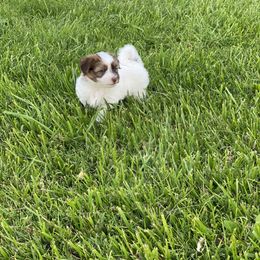 Havanese Puppies from Happy Havanese Gems
