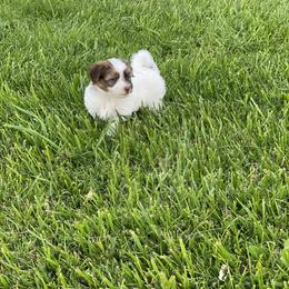 Havanese Puppies from Happy Havanese Gems