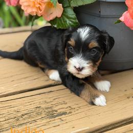 Indigo - female Australian Mountain Doodle puppy in Henry, Illinois from Rowe Farms Doodles