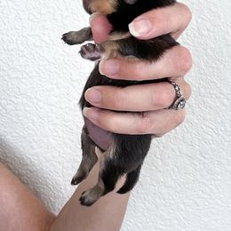 Pomeranian Puppies from Chic-Tastic Poms
