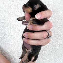 Pomeranian Puppies from Chic-Tastic Poms
