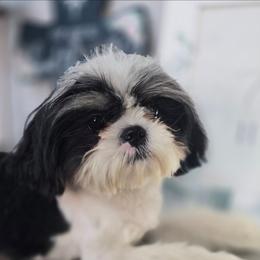 Male 1 - Black and white male Shih Tzu puppy in Victorville, California from Californiadreamyshihtzus