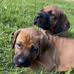 Rhodesian Ridgebacks from Aariel Ridgebacks