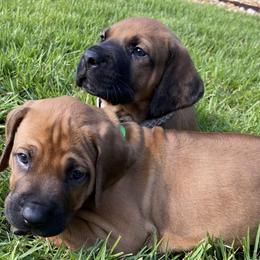 Rhodesian Ridgebacks from Aariel Ridgebacks