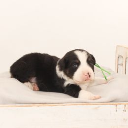Cruz - Transport to LA Available - Black tri-color male Australian Shepherd puppy in Placerville, California from BFF Aussies