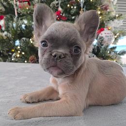 Ivy - Blue fawn female French Bulldog puppy in Raymore, Missouri from Michelle Thompson