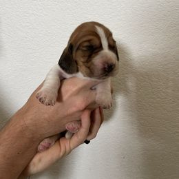 Rosanne - Black brown and white female Basset Hound puppy in California from Happy Hills Bassets