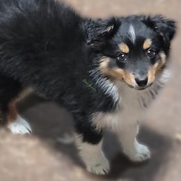 Boomer - Black tri male Miniature Australian Shepherd puppy in Deer Park, Washington from Rodeo Aussies