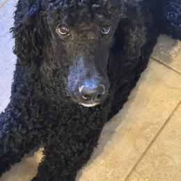 Ruth - Black female Poodle puppy in Gallatin, Tennessee from BRosie 9  Standard Poodles
