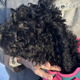 Goldendoodles from GTA Mapledoodles