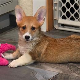 Sunny - Red male Pembroke Welsh Corgi puppy in Kiowa, Colorado from Cool Water Corgis LLC