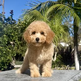 Girl 2 - Apricot female Poodle puppy in San Diego, California from Goldendoodles & Poodles of San Diego