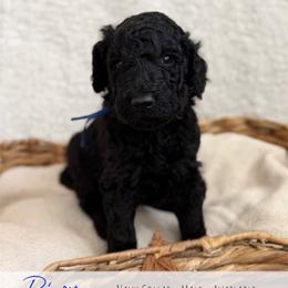 Navy Boy - Black male Goldendoodle puppy in Carthage, Tennessee from Willows Doodles