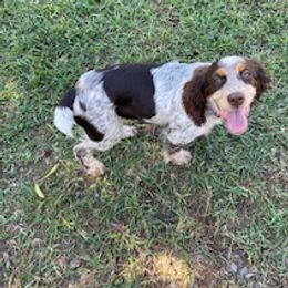 English Springer Spaniels from Sandpiper Bay ESS