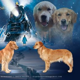 Golden Retriever puppies from Sunridge Goldens
