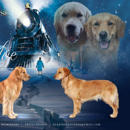 Golden Retriever puppies from Sunridge Goldens