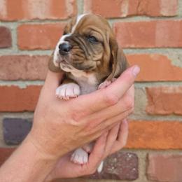 Carl Dean - Mahogany and white male Basset Hound puppy in Bellaire, Ohio from Blessed Bassets