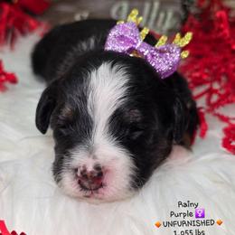 Purple - Tri-color female Bernedoodle puppy in Rockledge, Florida from Stormie's Doodles