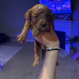 Marco - Red male Cavapoo puppy in Noblesville, Indiana from R and H Doodles