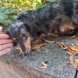 Darla - Dachshund