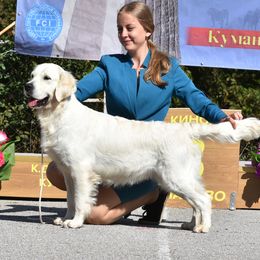 Dreamer - Golden Retriever