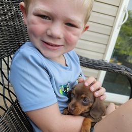 Hank - Chocolate and tan male Dachshund puppy in Elk River, Minnesota from Darling Doxies
