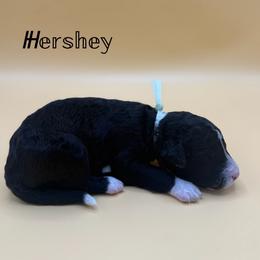 Hershey - Black and white male Aussiedoodle puppy in Paragould, Arkansas from AC Doodles & Corgis