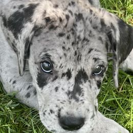 Great Dane Puppies from BkB’s House of Danes