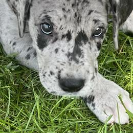 Great Dane Puppies from BkB’s House of Danes