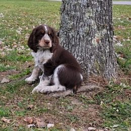 English Springer Spaniel Puppies from 31 Pines Springers & Retrievers