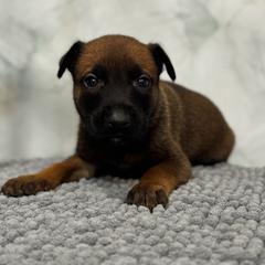 Blitzen - Tan male Working Dog Cross puppy in Clarksville, Tennessee from Vuurhart Herders