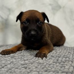 Blitzen - Tan male Working Dog Cross puppy in Clarksville, Tennessee from Vuurhart Herders