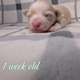 Cash - Cream male Havanese puppy in Moulton, Alabama from LaBeouf Havanese’s