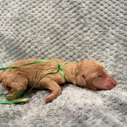 Cannoli - Apricot male Poodle puppy in Salmon, Idaho from Stunningly Sweet Standards