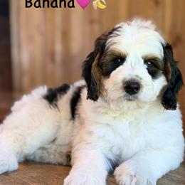 Banana - Tri-color female Bernedoodle puppy in Lancaster, Minnesota from Richardville Hunde