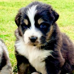 Veda - Black tri-color female Australian Shepherd puppy in Mineral Wells, Texas from A6 Australian Shepards