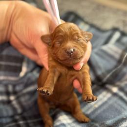 Hopscotch - Red  female Goldendoodle puppy in Wharton, Texas from Little Fur Friends