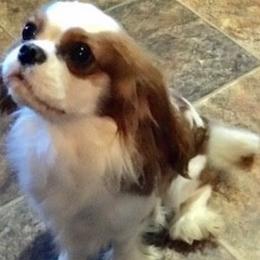 Cavalier King Charles Spaniels from Karen's Cavaliers
