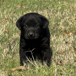 Blue - Black male Labrador Retriever puppy in Kinta, Oklahoma from Beaver Creek Kennels