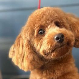 Havanese and Poodles from Faithful Hearts Kennel