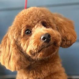 Havanese and Poodles from Faithful Hearts Kennel
