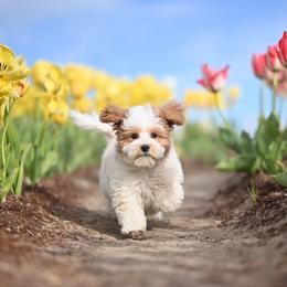 Louie Vuitton - Parti male Maltipoo puppy in Deming, Washington from Heavenly Puppies to Love