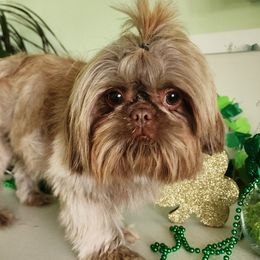 Monkeey - Shih Tzu