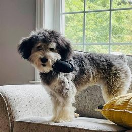 Sheepadoodle Puppies from Narrow Path Puppies