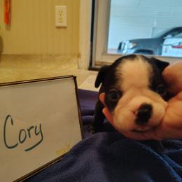 Cory - Black and white male Boston Terrier puppy in Headland, Alabama from Crystal Carlisle's Boston Terriers