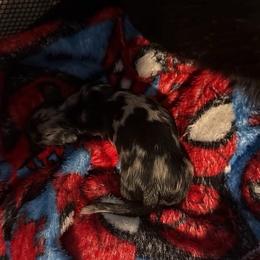 Dachshund puppies from Dixie Chic Frenchies & Dachshunds