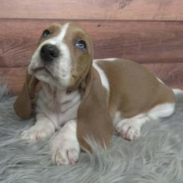 Noelle - Blue tan and white female Basset Hound puppy in Lebanon, Ohio from Lady Mae Bassets