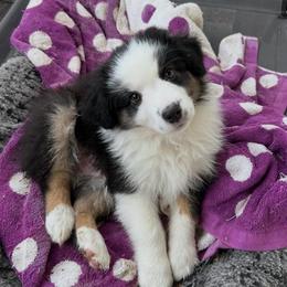 Curry - Black tri male Miniature American Shepherd puppy in Greenboro, North Carolina from Rustlingrass Miniature American Shepherds